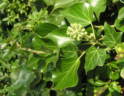 Efeu, Hedera helix
